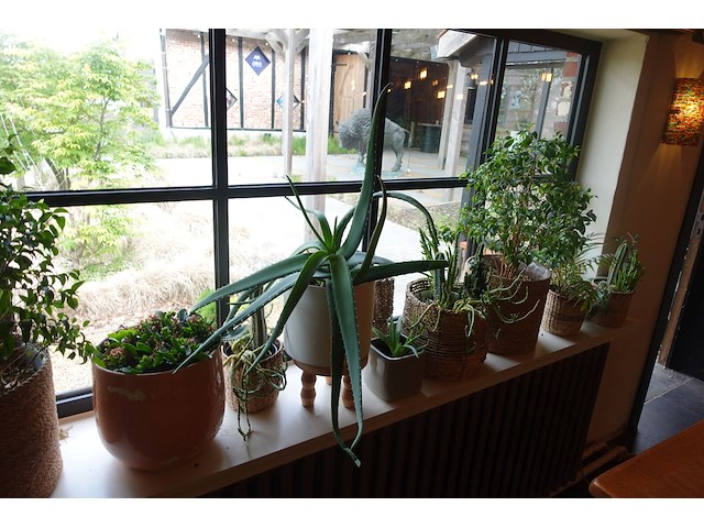 Partij diverse planten - afbeelding 4 van  12
