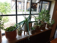 Partij diverse planten - afbeelding 4 van  12