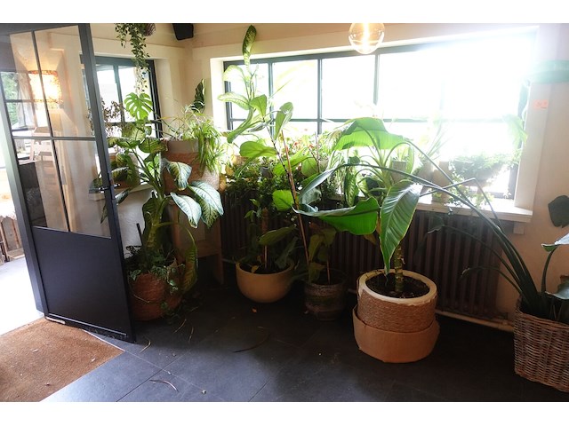 Partij diverse planten - afbeelding 1 van  12