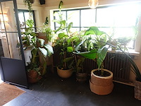 Partij diverse planten