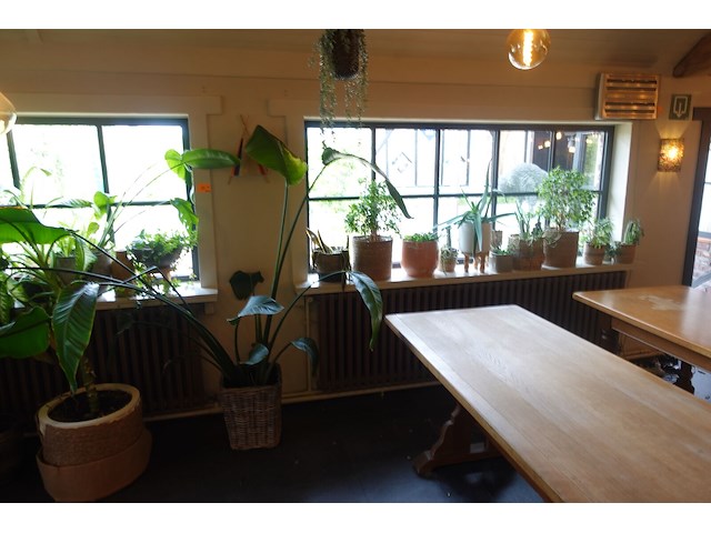 Partij diverse planten - afbeelding 5 van  12