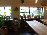 Partij diverse planten - afbeelding 5 van  12