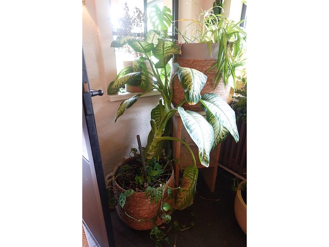 Partij diverse planten - afbeelding 6 van  12