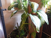 Partij diverse planten - afbeelding 6 van  12
