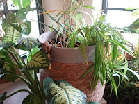 Partij diverse planten - afbeelding 7 van  12