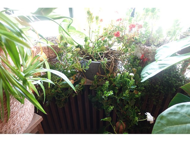 Partij diverse planten - afbeelding 8 van  12