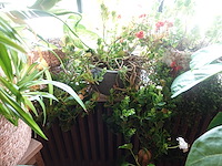 Partij diverse planten - afbeelding 8 van  12