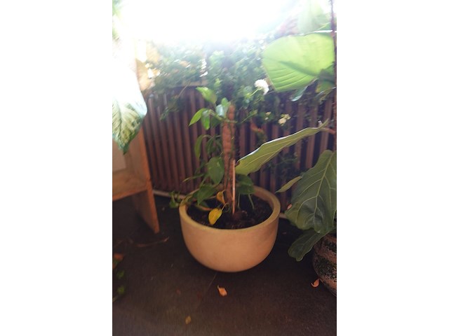 Partij diverse planten - afbeelding 9 van  12