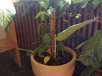 Partij diverse planten - afbeelding 9 van  12