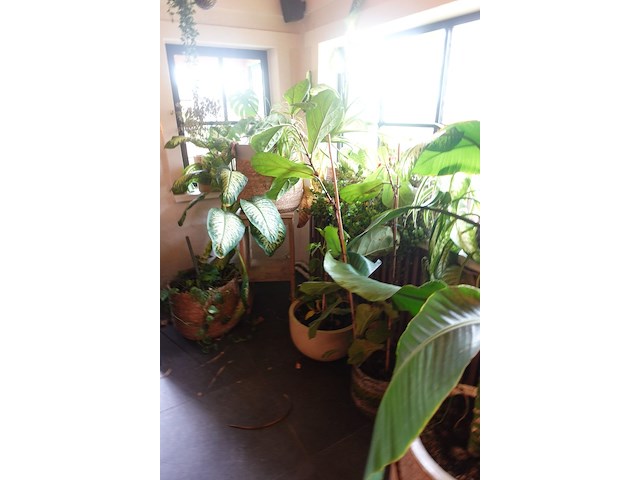 Partij diverse planten - afbeelding 10 van  12