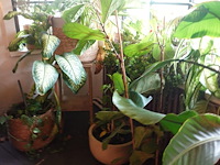 Partij diverse planten - afbeelding 10 van  12