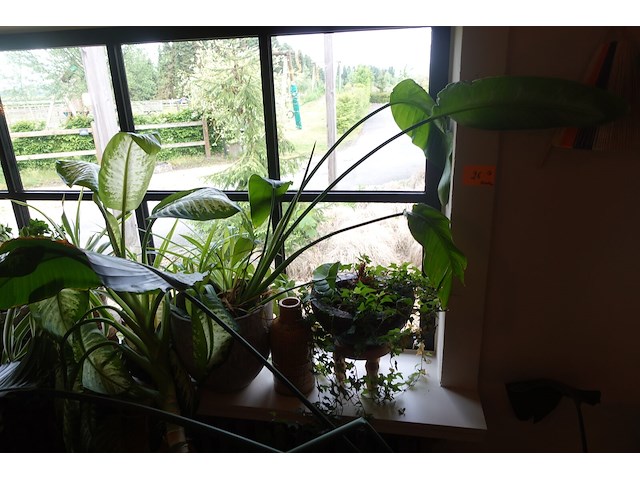 Partij diverse planten - afbeelding 11 van  12