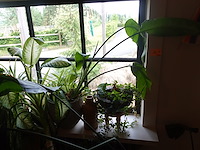 Partij diverse planten - afbeelding 11 van  12