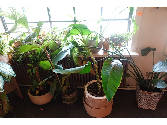 Partij diverse planten - afbeelding 12 van  12