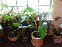 Partij diverse planten - afbeelding 12 van  12