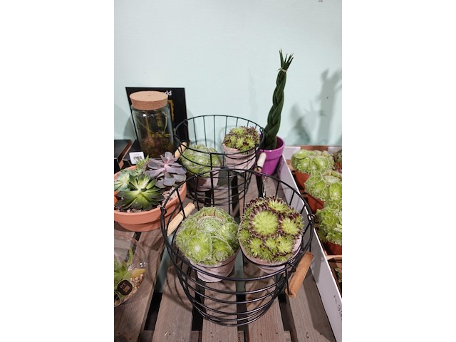 Partij diverse plantjes - afbeelding 2 van  14