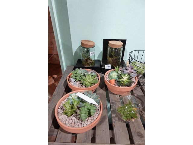 Partij diverse plantjes - afbeelding 3 van  14
