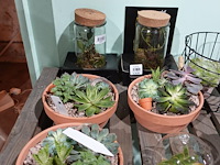 Partij diverse plantjes - afbeelding 3 van  14