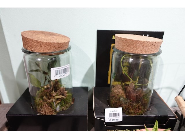 Partij diverse plantjes - afbeelding 4 van  14