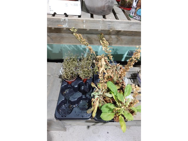 Partij diverse plantjes - afbeelding 5 van  14