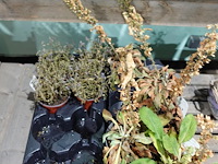 Partij diverse plantjes - afbeelding 5 van  14