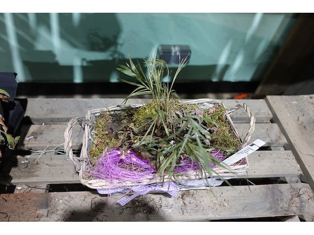 Partij diverse plantjes - afbeelding 6 van  14