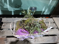 Partij diverse plantjes - afbeelding 6 van  14