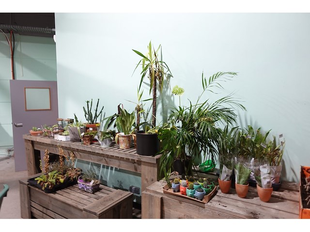 Partij diverse plantjes - afbeelding 1 van  14