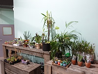 Partij diverse plantjes - afbeelding 1 van  14