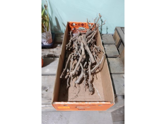 Partij diverse plantjes - afbeelding 7 van  14
