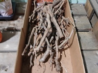Partij diverse plantjes - afbeelding 7 van  14