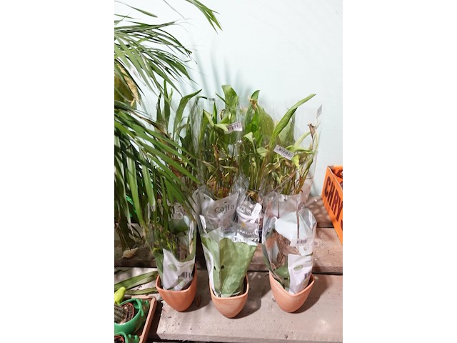 Partij diverse plantjes - afbeelding 8 van  14