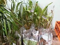 Partij diverse plantjes - afbeelding 8 van  14