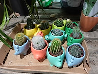 Partij diverse plantjes - afbeelding 9 van  14