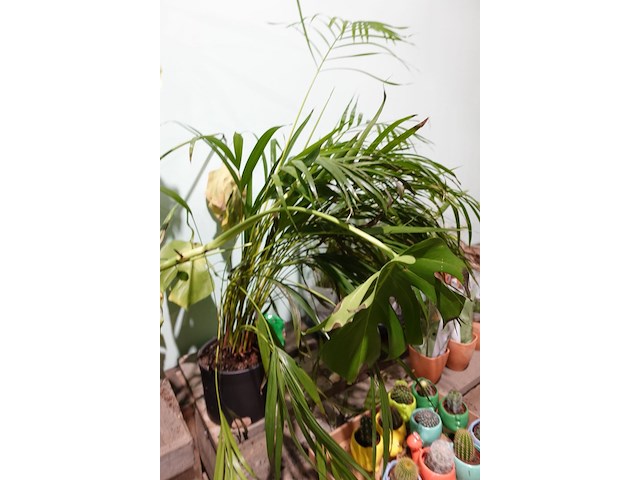 Partij diverse plantjes - afbeelding 10 van  14