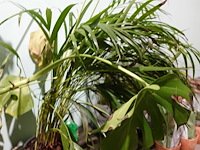 Partij diverse plantjes - afbeelding 10 van  14