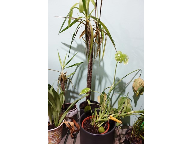 Partij diverse plantjes - afbeelding 11 van  14