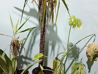Partij diverse plantjes - afbeelding 11 van  14