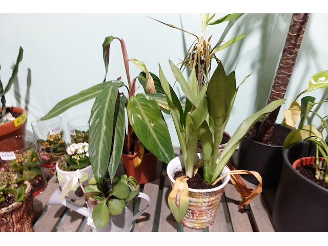 Partij diverse plantjes - afbeelding 12 van  14
