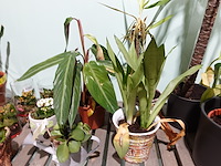 Partij diverse plantjes - afbeelding 12 van  14