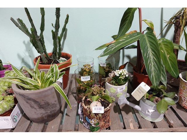 Partij diverse plantjes - afbeelding 13 van  14