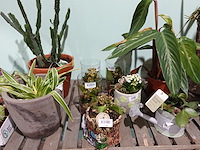 Partij diverse plantjes - afbeelding 13 van  14