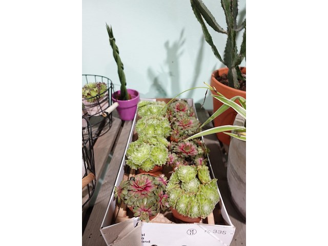 Partij diverse plantjes - afbeelding 14 van  14