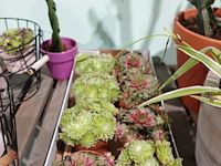 Partij diverse plantjes - afbeelding 14 van  14