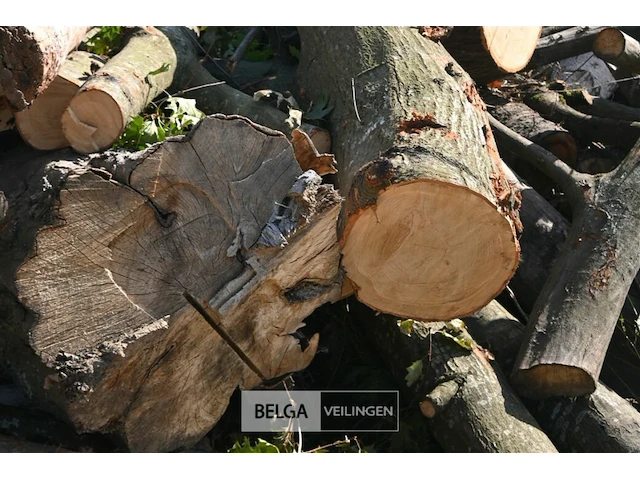 Partij hout - afbeelding 4 van  5