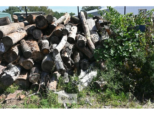 Partij hout - afbeelding 2 van  4
