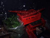 Partij kersversiering - afbeelding 5 van  7