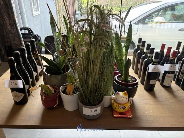 Partij planten in pot - afbeelding 1 van  5