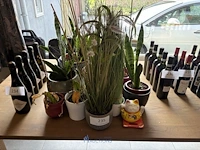 Partij planten in pot
