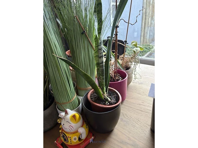 Partij planten in pot - afbeelding 3 van  5